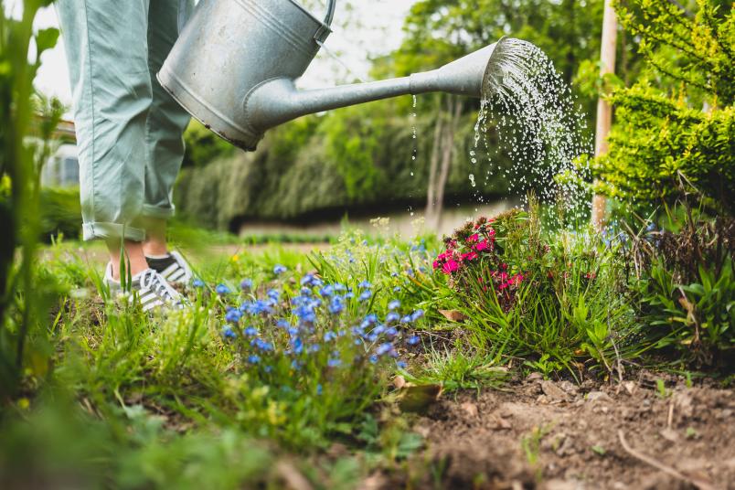 Gießkanne begießt bunte Blumen.