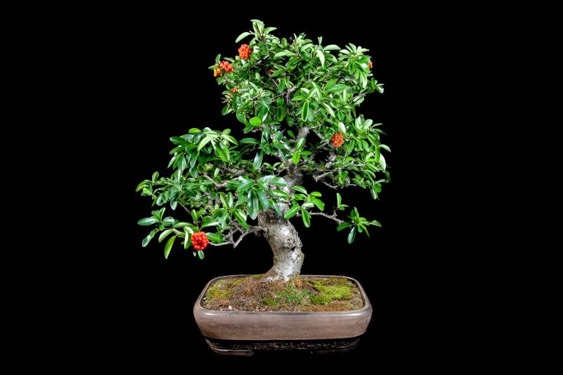 Bonsai-Pflanze