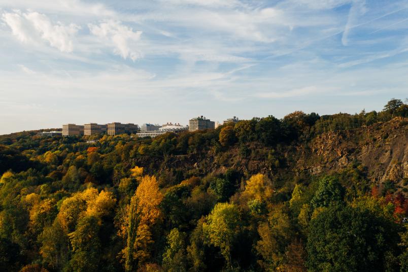 Waldstück im Lottental südlich der Ruhr-Universität
