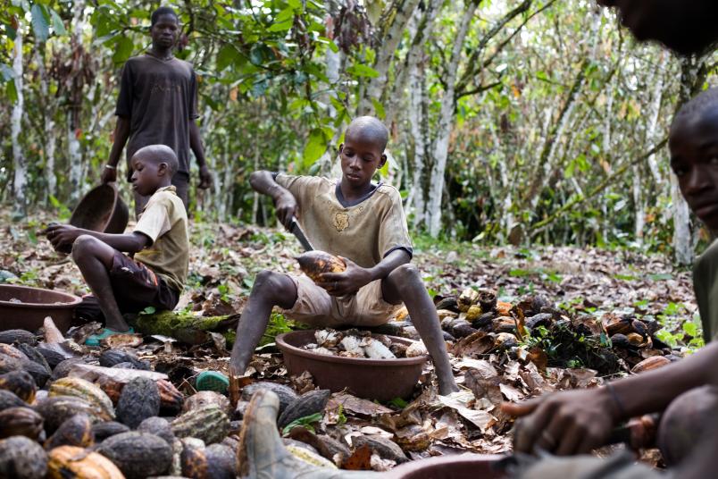 Kinderarbeit, hier Kakaoernte in Afrika