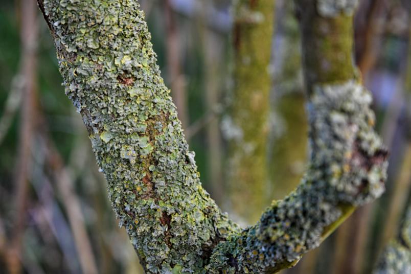 Flechten auf einem Baum