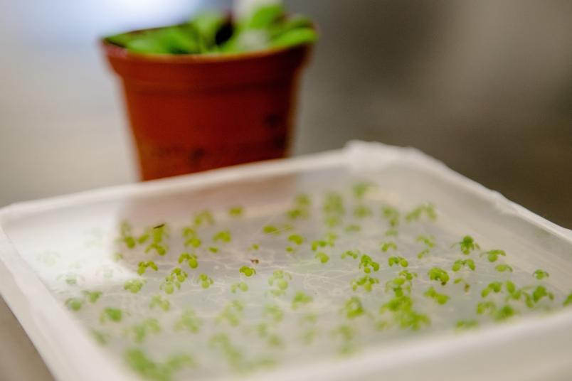 Ackerschmalwand Arabidopsis thaliana