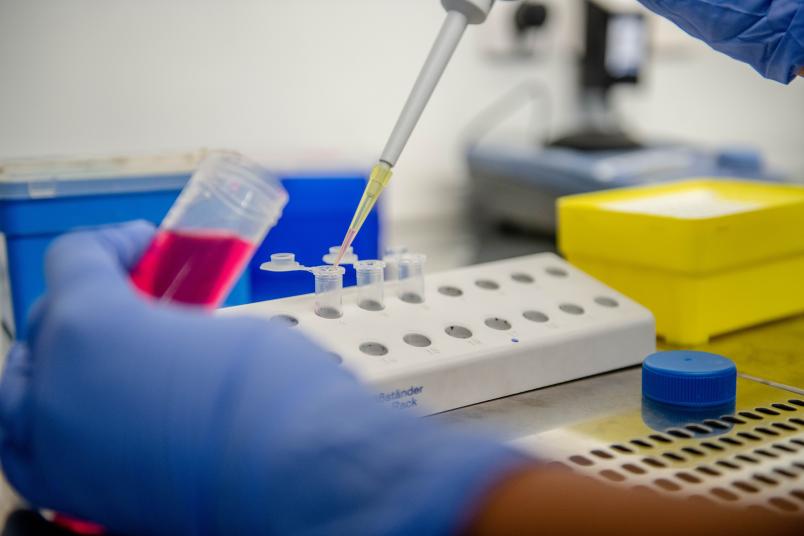 A left hand in a blue labratory glove ist holding a test tube with a clear red liquid. The right hand, equally in a blue glove, is holding a pipette and filling the red liquid into three bins standig in a rack.