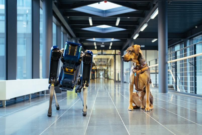 Hund und Roboter schauen sich an