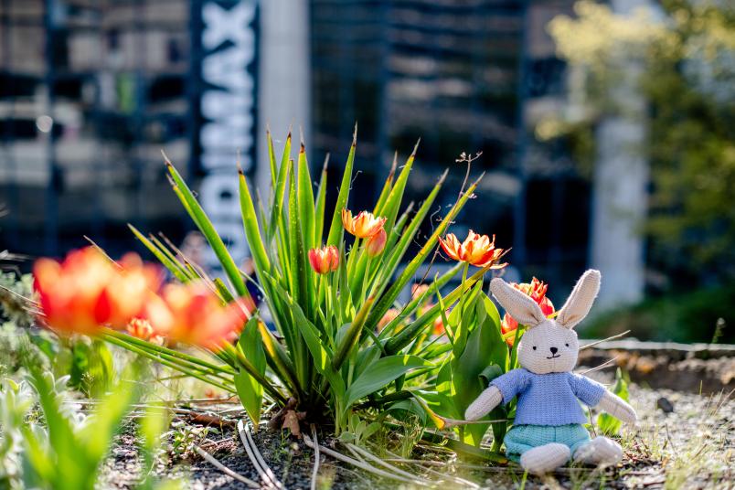 Hasi ist wieder auf dem Campus: das Osterfoto der RUB 2022 mit einem Stoffhasen und Blumen vor dem Audimax