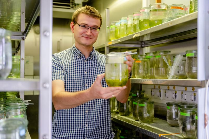 
	In Bochum kultivieren die Forschenden die Wasserflöhe im Glas. Manche lassen sie mit, andere ohne fleischfressende Pflanzen aufwachsen. So können sie die Anpassungen vergleichen.
