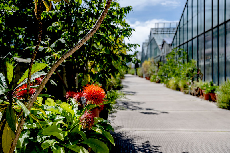 Blick in den Botanischen Garten der RUB: blühende Pflanzen und Gewächshäuser