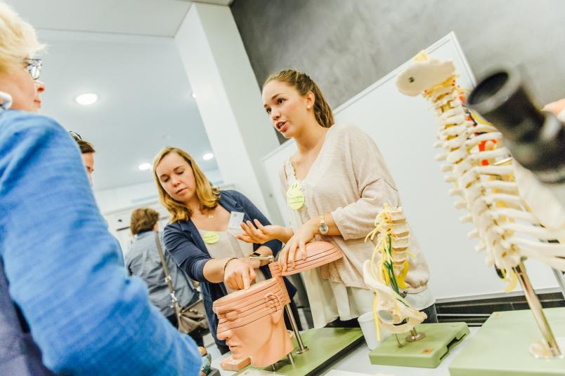 Neurowissenschaften: Infostand mit Gehirnmodell