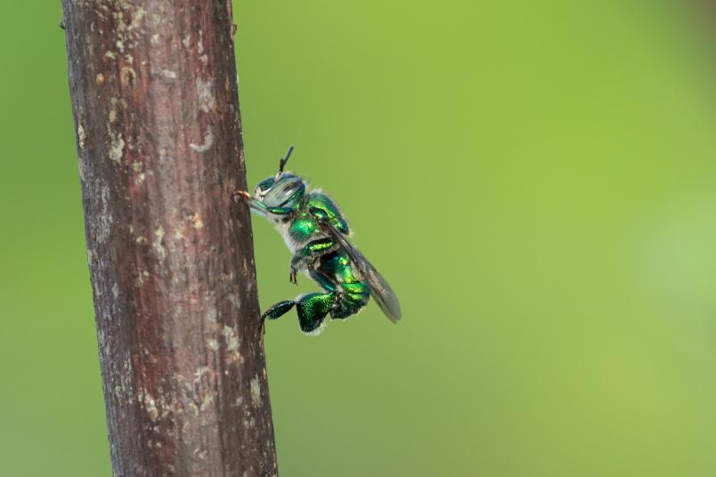 
	Männchen der Prachtbiene Euglossa dilemma beim typischen Schauverhalten an einer Sitzwarte im Flugkäfig in Florida. In den verdickten Hinterbeinen befindet sich der Duftsammelbehälter.
