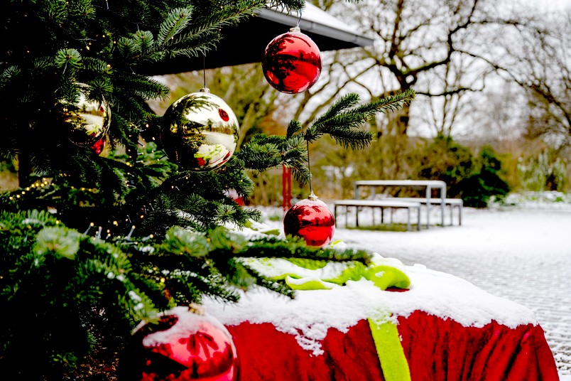Kugeln am Weihnachtsbaum: Detailaufnahme aus dem Botanischen Garten der Ruhr-Universität Bochum