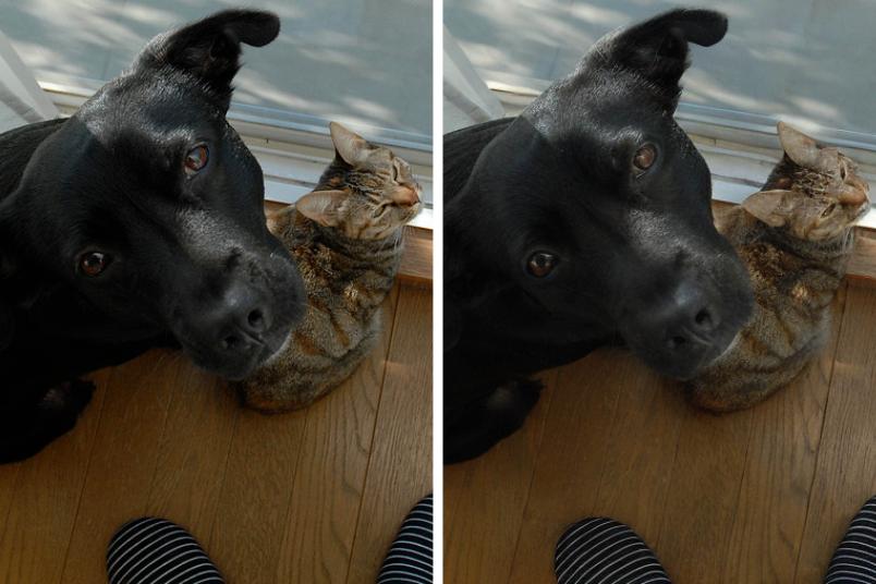 Ein zweigeteiltes Bild: Beide Hälften zeigen nahezu das gleiche Motiv, nämlich einen Hund mit einer Katze. Die rechte Version ist minimal unschärfer.