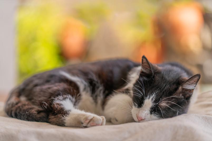 Schlafende Katze