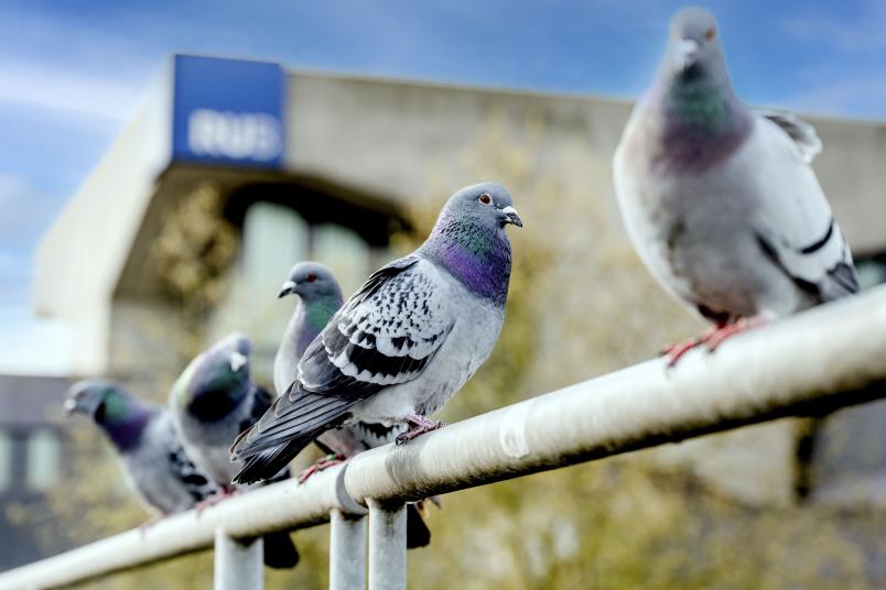 Foto von Tauben auf einem Geländer auf der Unibrücke, im Hintergrund ist der Campus der RUB zu erkennen.