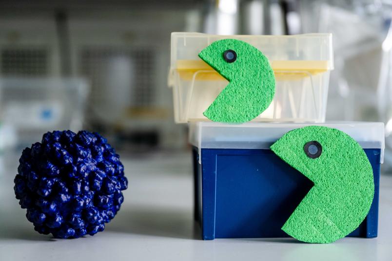 Grüne Pacmans fressen einen blauen Viruspartikel