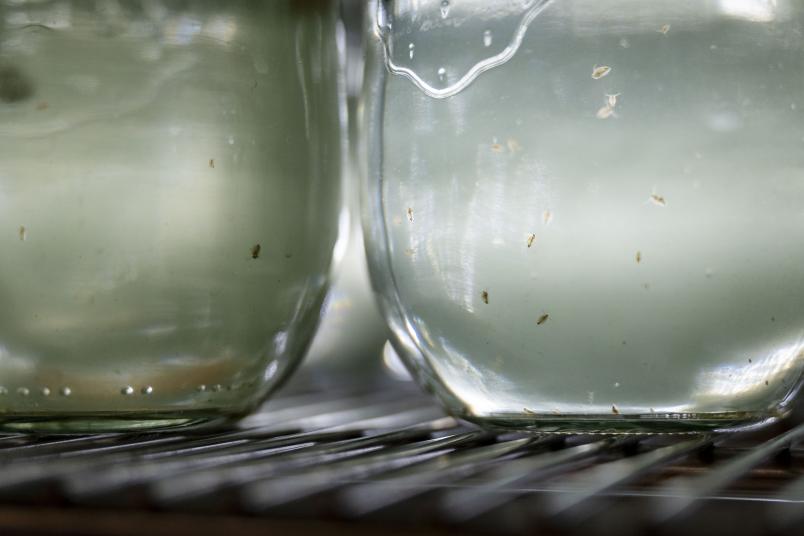 Zwei Weckgläser, in denen mehrere Wasserflöhe schwimmen