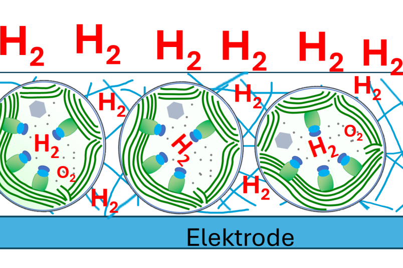 Grafik: Enzyme, die Wasserstoff erzeugen