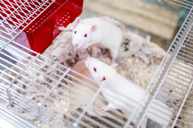 Zwei weiße Ratten