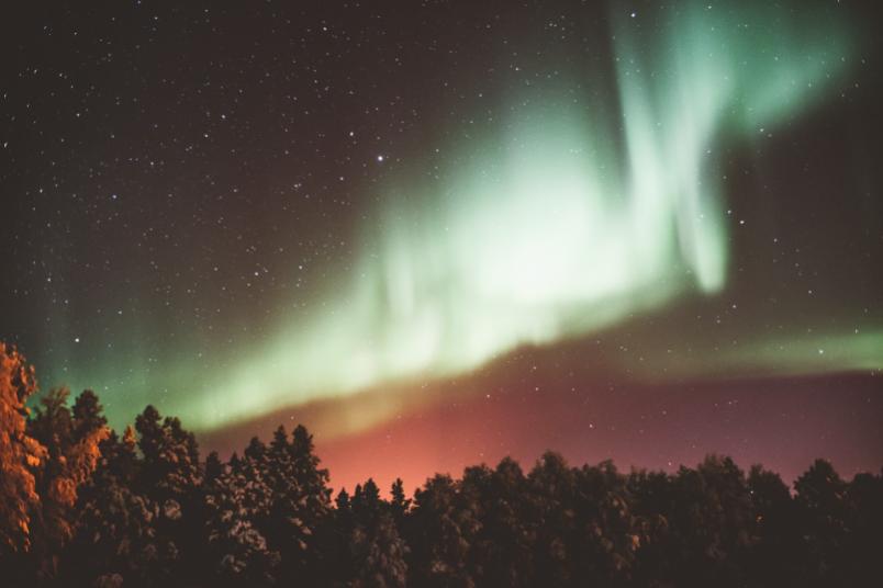 Polarlichte über einer Baumlandschaft