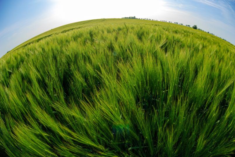 
	Auf landwirtschaftlichen Flächen in Deutschland landet oft wesentlich mehr Dünger als eigentlich nötig.
