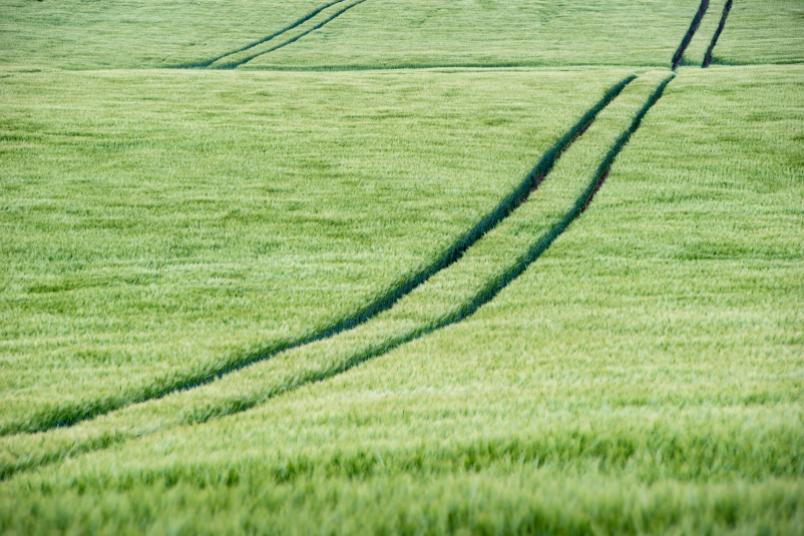 Grünes Feld