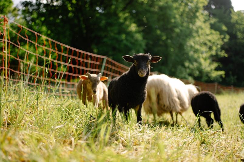 Ein schwarzes Lamm steht mit anderen Schaften auf einer grünen Wiese und blickt direkt zum Bildbetrachter.