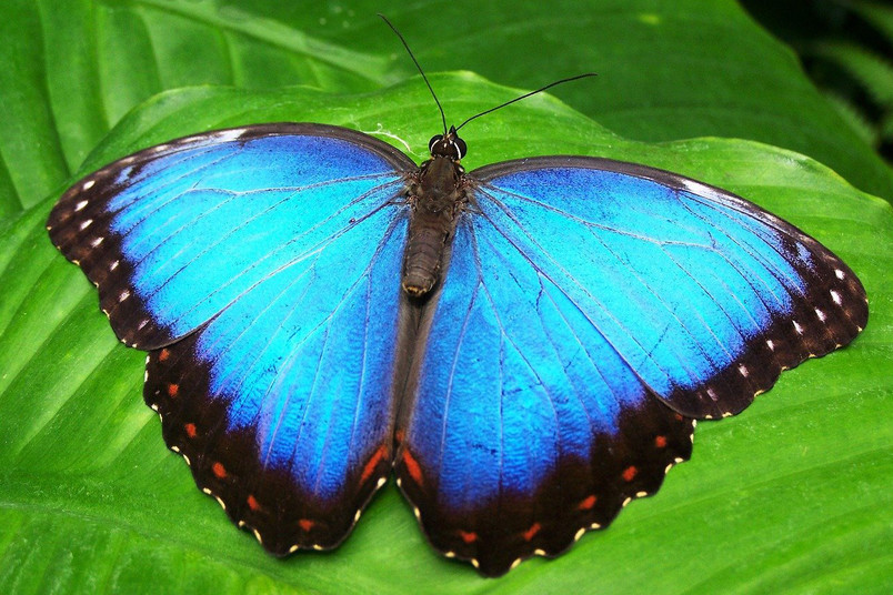 Morpho-Schmetterling