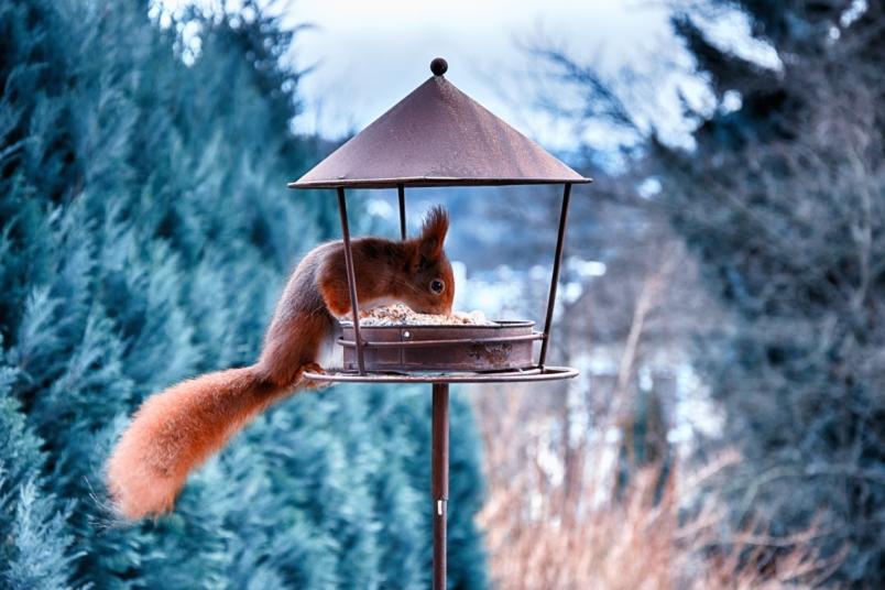 Eichhörnchen beim Fressen