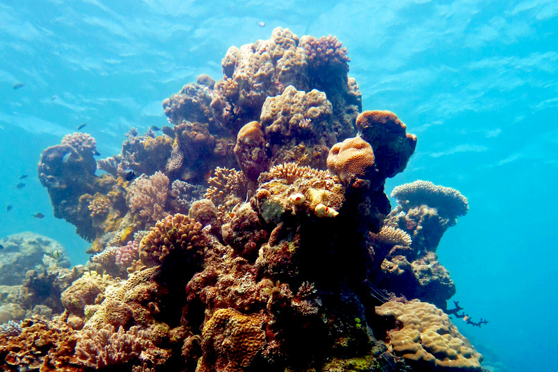 <div>
	Die tropischen Korallenriffe erstrecken sich kilometerweit entlang des Äquators und bieten unzähligen Tieren und Pflanzen einen Lebensraum.</div>