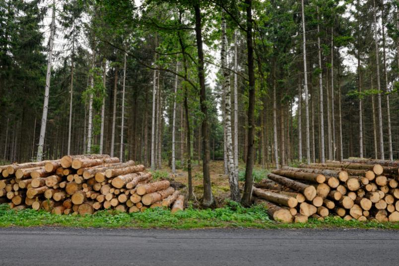 Gefällte Baumstämme im Wald