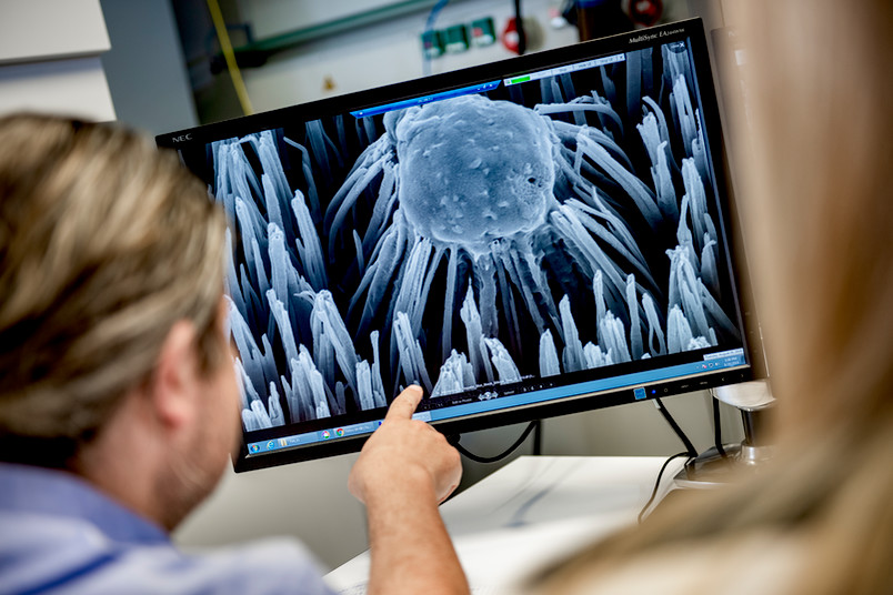 Blick auf einen Monitor, der ein mikroskopisches Bild zeigt