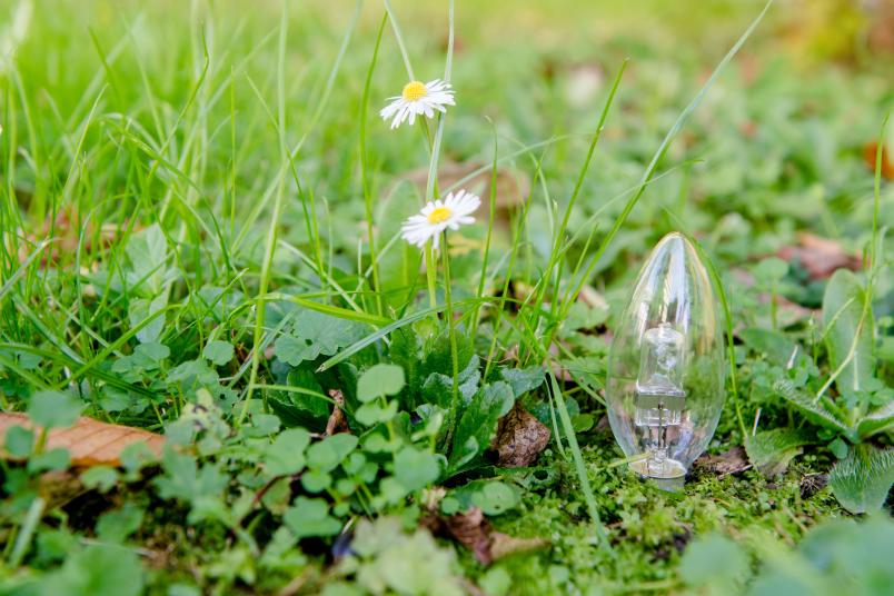 Gras und Glühbirne