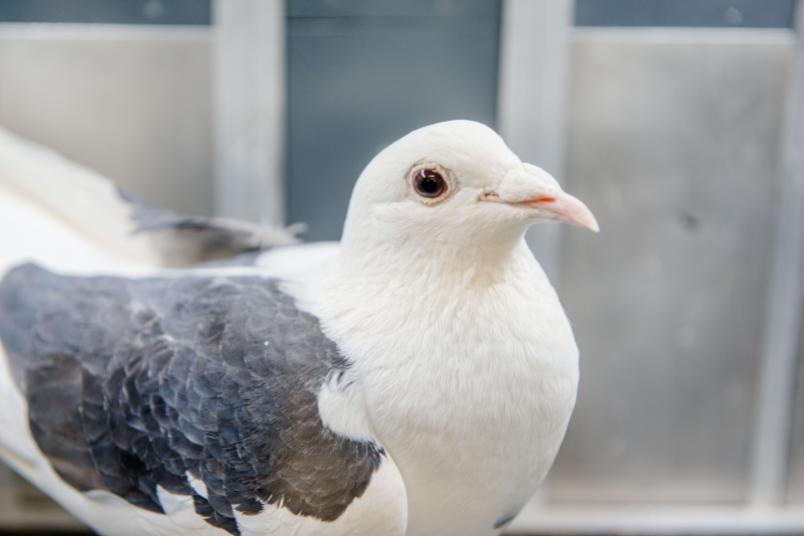 
	Das Vogelhirn ist kleiner als das vieler Säuger, aber ebenso leistungsstark.
