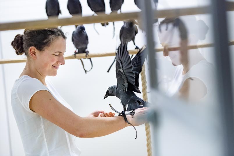 
	Doktorandin Aylin Klarer verbringt viel Zeit mit den Dohlen – das muss sie auch, denn die Wildvögel sind Neuem gegenüber sehr skeptisch.
