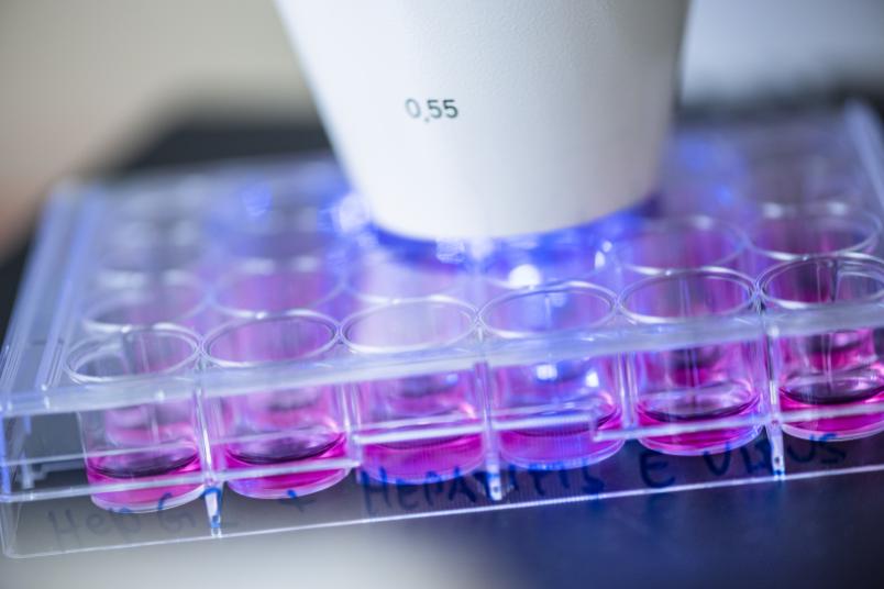 Rosa Immunfluoreszenz