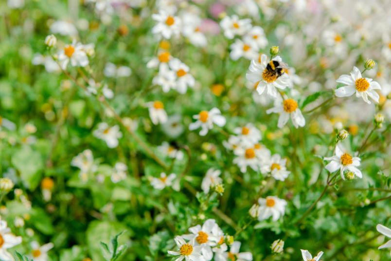 Biene fliegt um eine Blume.