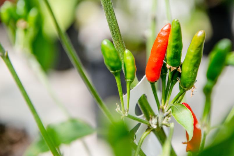 Chilipflanze