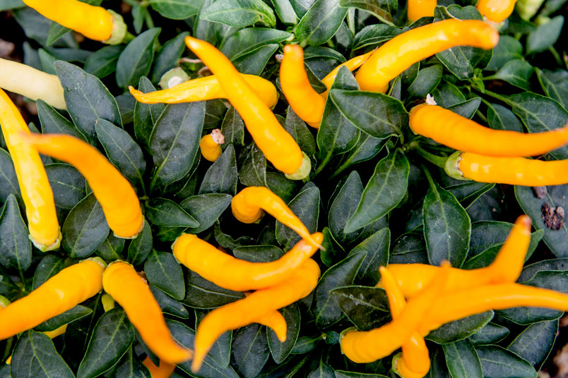 Westbalkan Caracalla Chinesischer Garten Chilis