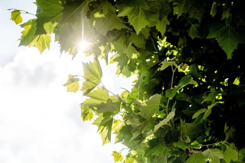 Sonne scheint auf Blätter eines Baumes