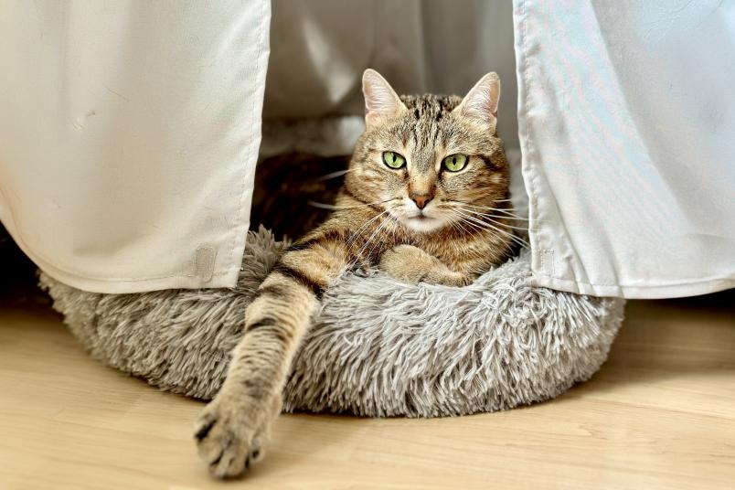 Katze