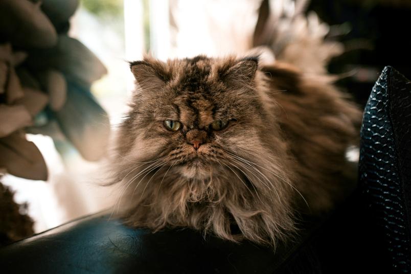 Katze