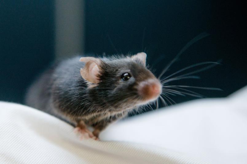 Maus