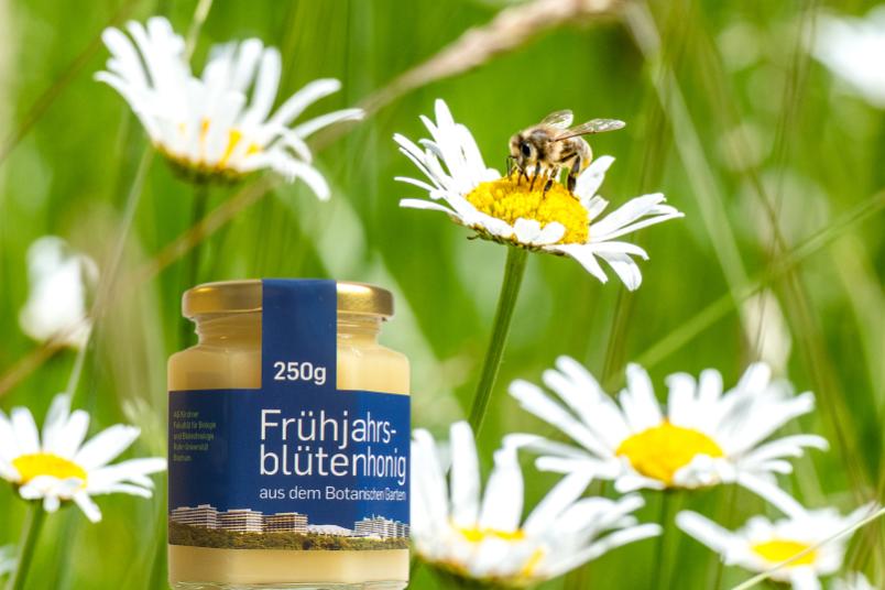 Frühjahrsblütenhonig aus dem Botanischen Garten der RUB - Fotomontage