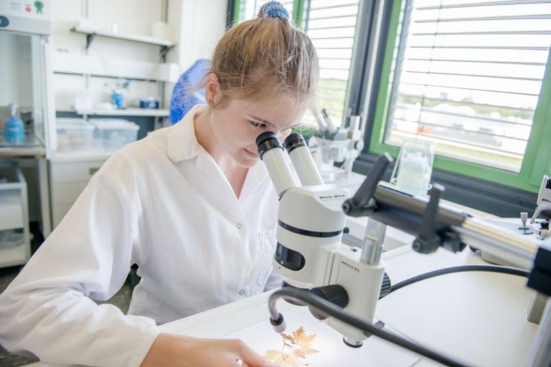 Studentin am Mikroskop