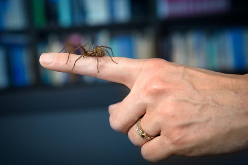 Spinne auf Hand