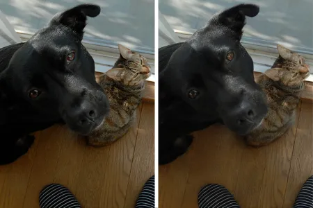 Ein zweigeteiltes Bild: Beide Hälften zeigen nahezu das gleiche Motiv, nämlich einen Hund mit einer Katze. Die rechte Version ist minimal unschärfer.